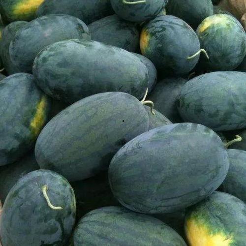 看瓜吃瓜头像图片