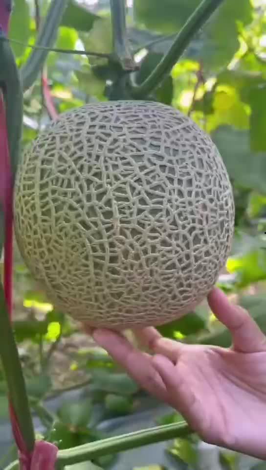 带你吃蜜瓜,带你领略夏日甜蜜之旅