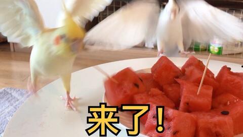 双凤吃瓜,揭秘宫廷秘闻背后的宫廷美食传奇