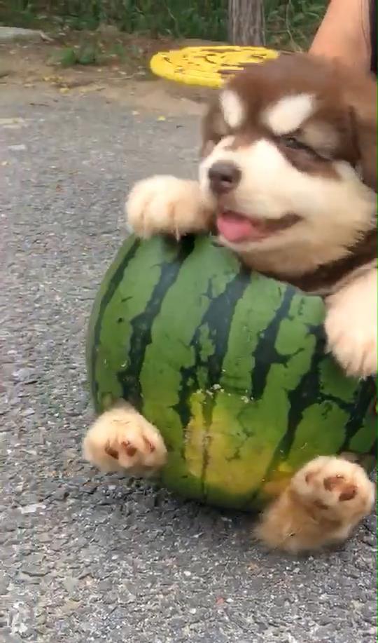 狗狗吃瓜的做法,趣味横生的夏日消暑时光
