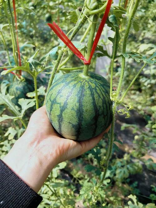 韩城鼓王吃瓜,趣味横生展现民间技艺