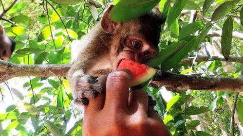 婴猴野外吃瓜,意外发现美味瓜果