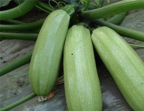 吃瓜尖的作用,养生保健新选择